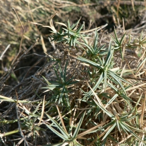 Photographie n°20641 du taxon Dianthus pyrenaicus Pourr. [1788]