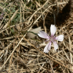 Dianthus pyrenaicus Pourr. (Oeillet des Pyrénées)