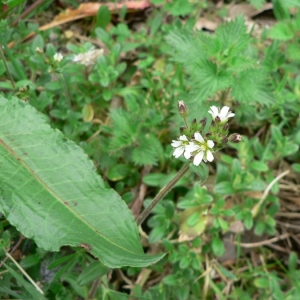 Photographie n°20648 du taxon Cerastium fontanum subsp. vulgare (Hartm.) Greuter & Burdet [1982]