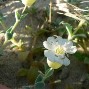 Photographie n°20653 du taxon Silene vulgaris subsp. thorei (Dufour) Chater & Walters [1964]