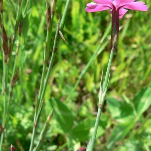 Photographie n°20654 du taxon Dianthus deltoides L. [1753]