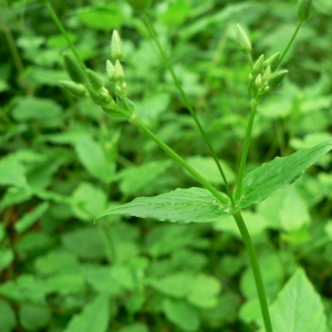  - Stellaria nemorum subsp. montana (Pierrat) Berher [1887]