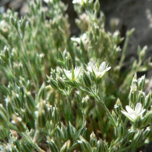 Photographie n°20657 du taxon Minuartia mutabilis subsp. lesurina (Braun-Blanq.) Favarger & F.Conti [2000]