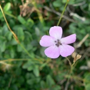 Photographie n°20659 du taxon Dianthus pungens subsp. pungens