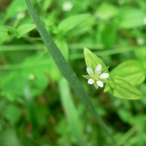 Moehringia trinervia (L.) Clairv. (Sabline à trois nervures)