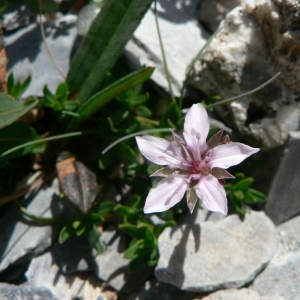 Photographie n°20661 du taxon Arenaria purpurascens Ramond ex DC. [1805]