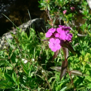 Photographie n°20662 du taxon Dianthus barbatus L.