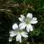  Mathieu MENAND - Cerastium arvense subsp. arvense