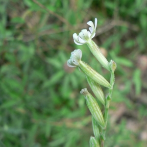 Photographie n°20668 du taxon Silene nocturna L. [1753]