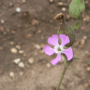 Photographie n°20676 du taxon Silene conica L.