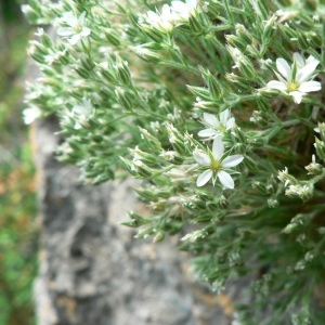  - Minuartia mutabilis subsp. lesurina (Braun-Blanq.) Favarger & F.Conti [2000]