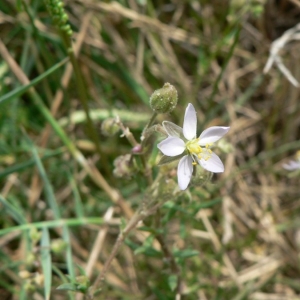 Photographie n°20683 du taxon Spergularia media (L.) C.Presl [1826]