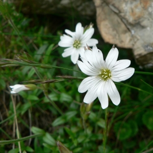 Cerastium arvense L. subsp. arvense (Céraiste des champs)