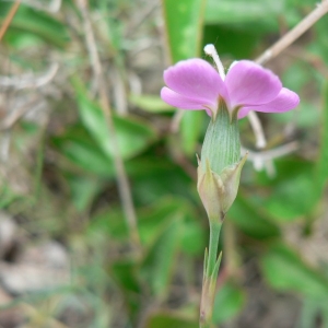  - Dianthus pungens subsp. pungens