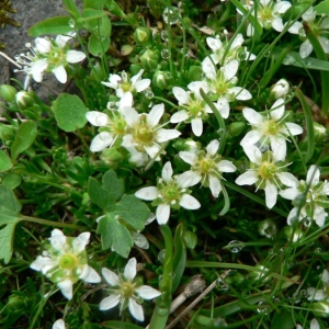 Sabulina polygonoides (Wulfen) Rchb. (Sabline ciliée)