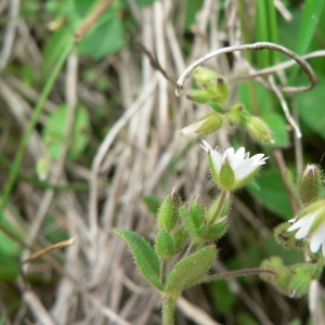 Photographie n°20694 du taxon Cerastium pumilum Curtis [1777]