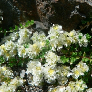 Photographie n°20696 du taxon Paronychia kapela subsp. serpyllifolia (Chaix) Graebn. [1919]