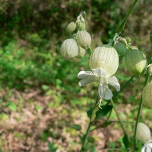 Photographie n°20700 du taxon Silene vulgaris subsp. vulgaris