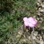  Mathieu MENAND - Dianthus pungens subsp. ruscinonensis (Boiss.) M.Bernal, M.Laínz & Muñoz Garm. [1987]