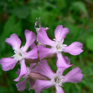 Photographie n°20704 du taxon Silene viscaria (L.) Borkh. [1793]