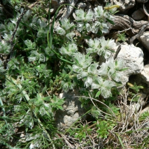 Photographie n°20707 du taxon Paronychia capitata (L.) Lam. [1779]