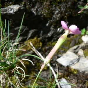 Photographie n°20708 du taxon Dianthus sylvestris subsp. sylvestris