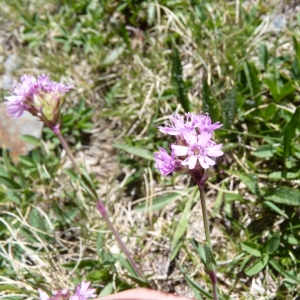 Photographie n°20711 du taxon Silene suecica (Lodd.) Greuter & Burdet [1982]