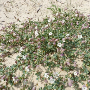 Photographie n°20713 du taxon Silene vulgaris subsp. thorei (Dufour) Chater & Walters [1964]