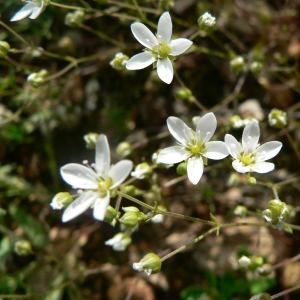 Photographie n°20714 du taxon Arenaria controversa Boiss. [1840]