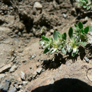  - Paronychia polygonifolia (Vill.) DC. [1805]