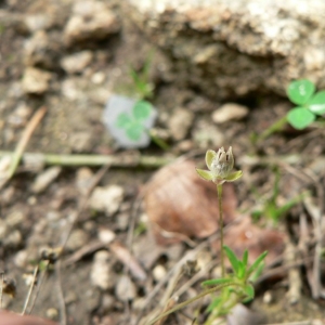 Photographie n°20723 du taxon Sagina subulata (Sw.) C.Presl [1826]