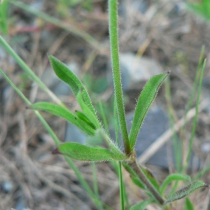 Photographie n°20742 du taxon Silene gallica L.