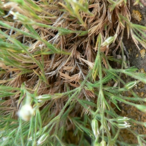  - Minuartia mutabilis subsp. lesurina (Braun-Blanq.) Favarger & F.Conti [2000]