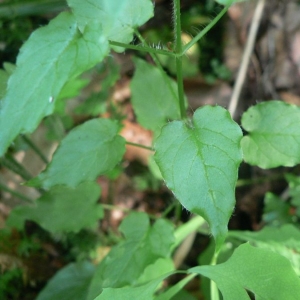  - Stellaria nemorum subsp. montana (Pierrat) Berher [1887]