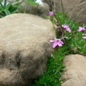 Silene acaulis subsp. longiscapa Vierh. (Silène à tiges longues)