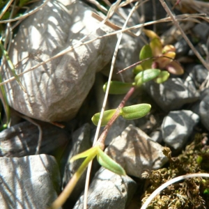 Photographie n°20753 du taxon Cerastium cerastoides (L.) Britton [1894]