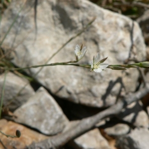 Photographie n°20754 du taxon Bufonia perennis Pourr. [1788]