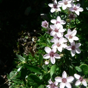 Assoella purpurascens (Ramond ex DC.) J.M.Monts. (Sabline pourprée)