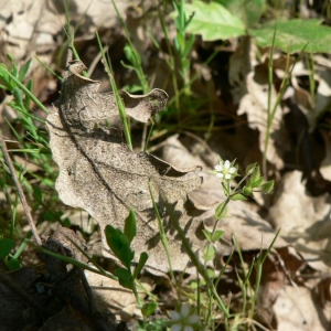 Photographie n°20764 du taxon Arenaria serpyllifolia subsp. serpyllifolia