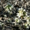  Mathieu MENAND - Arenaria aggregata (L.) Loisel. [1827]