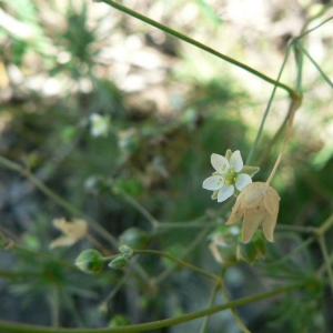 Spergula morisonii Boreau (Spargoute de printemps)