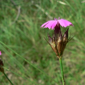 Photographie n°20772 du taxon Dianthus carthusianorum L. [1753]