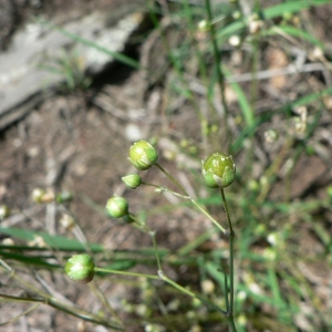 Photographie n°20776 du taxon Spergula morisonii Boreau [1847]