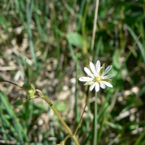 Photographie n°20777 du taxon Stellaria graminea L. [1753]