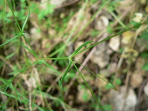 Mathieu MENAND, le 17 mai 2008 (Bouloc)