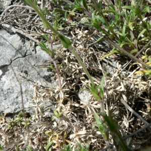 Photographie n°20780 du taxon Cerastium arvense subsp. suffruticosum (L.) Ces. [1844]