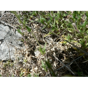Cerastium arvense subsp. laricifolium (Vill.) Gremli (Céraiste sous-ligneux)