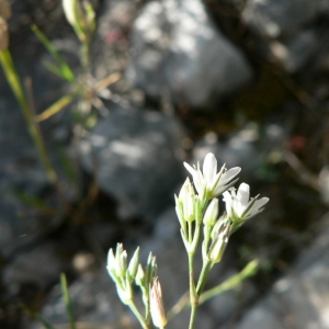 Photographie n°20786 du taxon Minuartia rostrata (Pers.) Rchb. [1842]