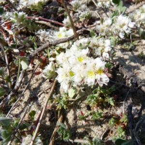 Photographie n°20789 du taxon Paronychia argentea Lam. [1779]