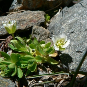 Photographie n°20791 du taxon Cerastium uniflorum Clairv. [1811]